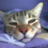 Ishta's profile picture