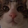 Profilbild von ぴーすけ