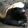 Sven profil fotoğrafı
