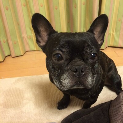 ちょき&母ちゃん's profile picture
