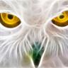 Serdar Okumuş's profile picture
