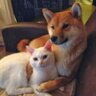 Koba殿 profil fotoğrafı