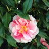 Фото профиля 菊丸