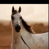 Фото профиля رشةَ مطرٰٓ