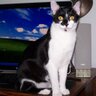 PepperCat 的头像