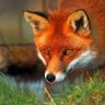 Profilbild von The Fox