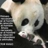 victor hugo 的头像