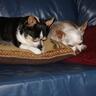 Dawn4Dogs's profile picture