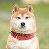 嗤う月's profile picture