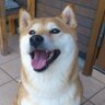 柴ちぇりマミー's profile picture