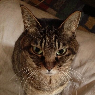 mipoko's profile picture