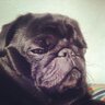 Perro Balboa profil fotoğrafı