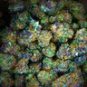 Weed Porn's profile picture