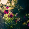 dream berem profil fotoğrafı