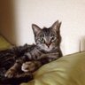 Yasuko profil fotoğrafı