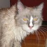 Bichon profil fotoğrafı