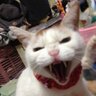 カト(´･ω･)'s profile picture