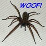 Barking Spider 的头像