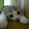 じょに~☆げっぷ 的头像