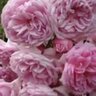 Southern Rose 🇬🇧 🇮🇱 的头像