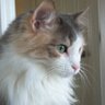 Masami profil fotoğrafı
