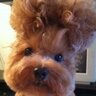 Mimi PetLover's profile picture