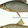 Roach profil fotoğrafı