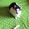 Фото профиля わがまま弁天