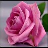 Фото профиля Rose 🇪🇬