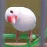 鳥好き profil fotoğrafı