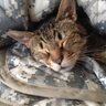 Фото профиля Cat