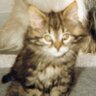 K&H profil fotoğrafı