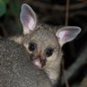 Фото профиля Possum TV