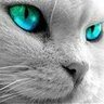 nekkocat's profile picture