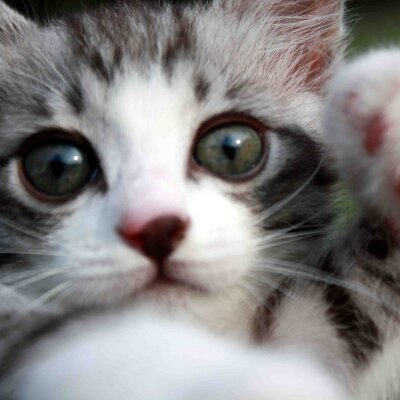 tabineko_nyan's profile picture