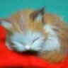 夢見る眠り猫 profil fotoğrafı