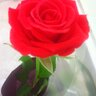 Фото профиля *TAKA*(silver-rose)
