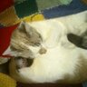 nieves rabano fernan's profile picture