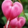 Profilbild von dicentra