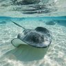 Profilbild von Sting Ray ✭