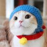 🐢 🅲🆁🅸🆂🆃🅸🅰🅽🅷🅲🅳 🐈 🐢 profil fotoğrafı