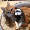Profilbild von へなちょこやろう