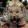 🇮🇳 Indianist 🇮🇳's profile picture