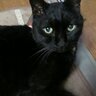 くろねこ's profile picture