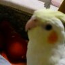 じゅんちゃん 的头像