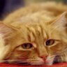IT - Filologos's profile picture