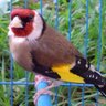 chardonneretalger's profile picture