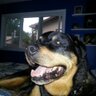 Nuke Rottweiler 的头像