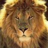 Adriano Rodrigues's profile picture