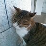 S.Rにゃーーん's profile picture